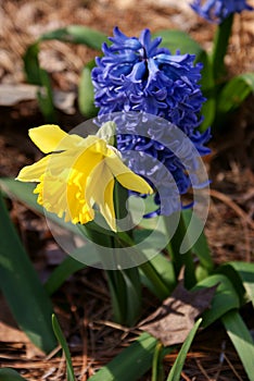 Daffodil and Hyacinth