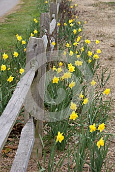 Daffodils