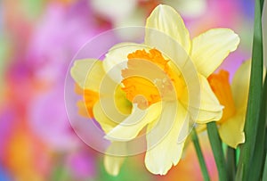 Daffodils photo