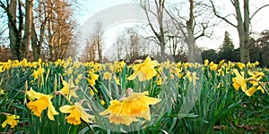 Daffodils