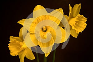 Daffodils