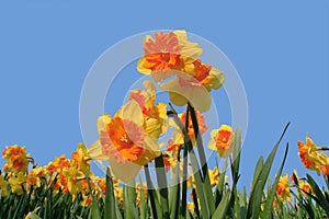 Daffodils photo