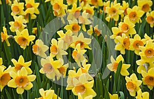 Daffodils