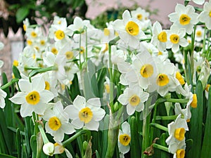 Daffodils photo