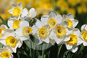 Daffodils