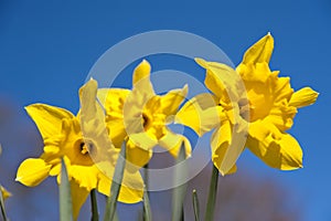 Daffodils