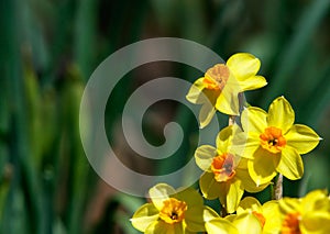 Daffodils