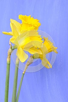 Daffodils