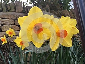 Daffodils