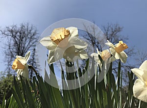 Daffodils against the blue sky