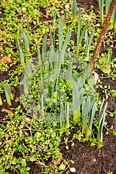 Daffodils, also called lent lily, in February before flowering
