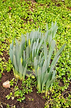 Daffodils, also called lent lily, in February before flowering