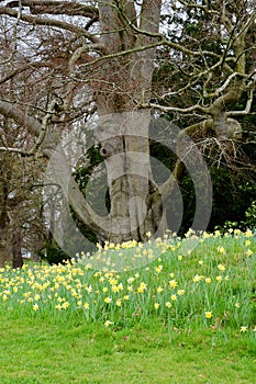 Daffodils and Ancient Tree, Blickling Hall, nr Aylsham, Norfolk, England, UK