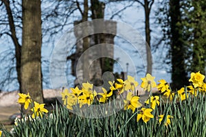 Daffodils at Appley Tower Ryde