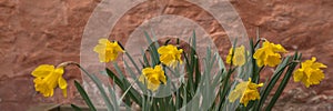 Daffodils in April with brown wall