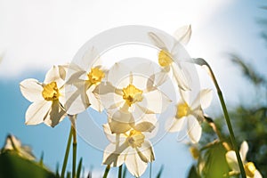 Daffodils on the background of bright blue sky with light clouds.