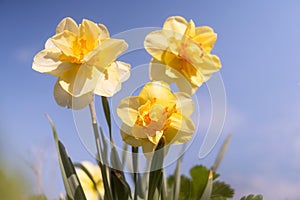 Daffodils on the background of bright blue sky with light clouds.