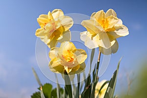 Daffodils on the background of bright blue sky with light clouds.