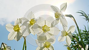 Daffodils on the background of bright blue sky with light clouds.