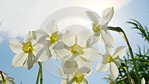 Daffodils on the background of bright blue sky with light clouds.