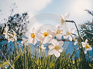 Daffodils on the background of bright blue sky with light clouds.