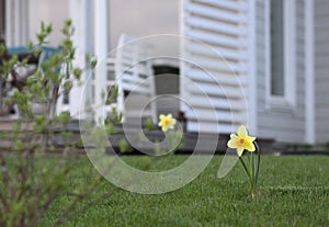 Daffodils in the backyard