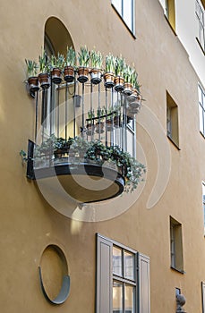 Daffodils on a balcony row standing an early morning in Stockholm Sweden