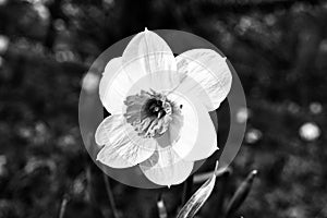 Daffodils in a black and white meadow at Easter time. Flowers glow. Early bloomers