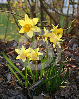 Daffodils in bloom