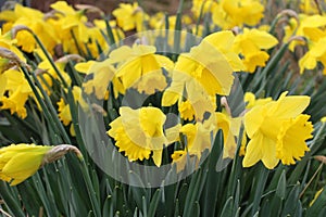 Daffodils in Bloom photo