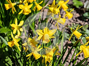 Daffodils bloom in the garden in spring