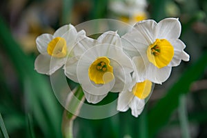 Narcisos a florecer en primavera 