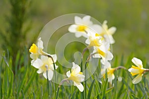 Daffodils bloom in a spring meadow