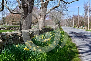 Daffodils blooming along side a stone wall on a country road