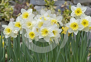 daffodils blooming in a flower bed