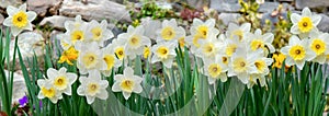 daffodils blooming in a flower bed blooming surrounded by stones