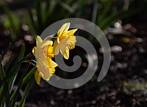 Daffodils blooming in spring closeup