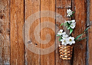 Daffodils and blossoming apple tree branch in a basket