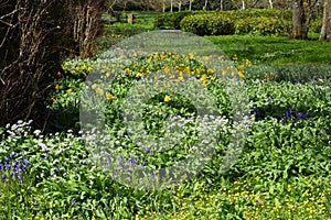 Daffodils and Bluebells - Hyacinthoides non-scripta, Kingston Lacy Gardens, Dorset, England, UK
