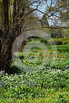 Daffodils and Bluebells - Hyacinthoides non-scripta, Kingston Lacy Gardens, Dorset, England, UK