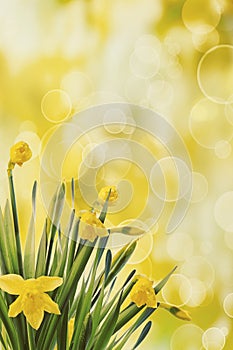 Daffodils with bokeh background