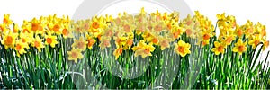 Daffodils, border of yellow daffodils with orange calyx isolated on white. The daffodil is considered a messenger of spring