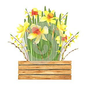 Daffodils bouquet in wood box isolated on white. Watercolor hand drawing illustration. Art for decoration, design, cards