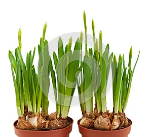 Daffodils buds isolated white pots two spring