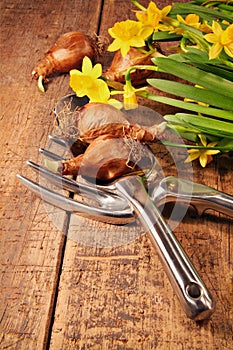 Daffodils and bulbs with tools on wood table