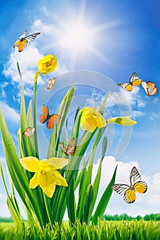 Daffodils and butterflies in field