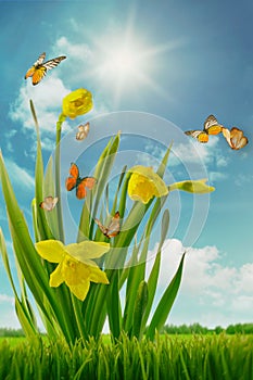 Daffodils and butterflies in field