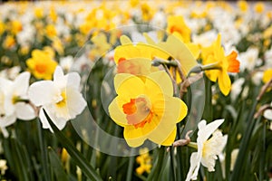 Daffodils closeup