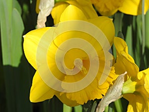 A daffodils in closeup and in contraste photo