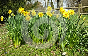 Daffodils in Countryside